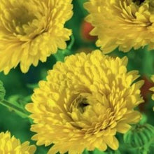 Indlæs billede til gallerivisning Morgenfrue &quot;Yellow Gitana&quot;, Calendula officinalis
