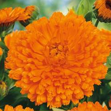 Indlæs billede til gallerivisning Morgenfrue &quot;Orange Gitana&quot;, Calendula officinalis

