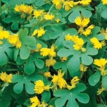 Nasturtium 