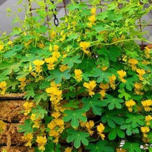 Indlæs billede til gallerivisning Nasturtium &quot;Canary Yellow&quot;, Tropaeolum peregrinum
