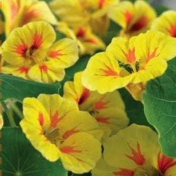 Nasturtium 