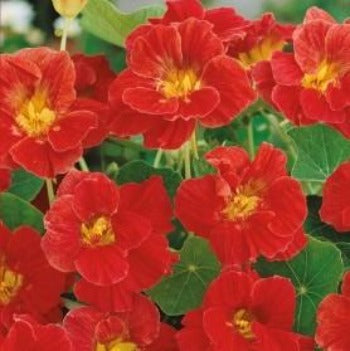 Nasturtium 