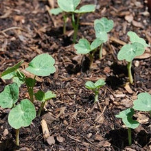 Indlæs billede til gallerivisning Nasturtium  &quot;Tip Top Alaska Salmon&quot;, Tropaeolum minus
