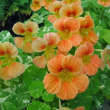 Indlæs billede til gallerivisning Nasturtium  &quot;Tip Top Alaska Salmon&quot;, Tropaeolum minus
