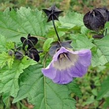 Indlæs billede til gallerivisning Leanderklokke, Nicandra psysalodes
