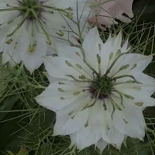 Indlæs billede til gallerivisning Nigella &quot;African Bride&quot;, Nigella hispanica
