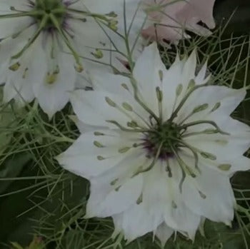 Nigella 