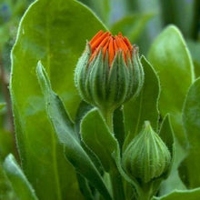 Indlæs billede til gallerivisning Morgenfrue &quot;Orange Gitana&quot;, Calendula officinalis
