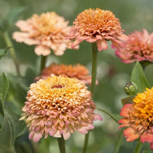 Indlæs billede til gallerivisning Frøkenhat &quot;Peachy Pink&quot; Cresto, Zinnia elegans
