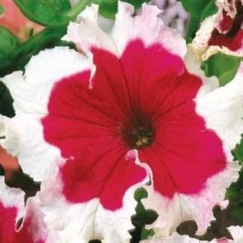 Petunia storblomstrende 