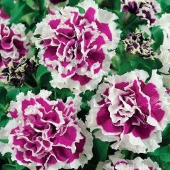 Petunia 