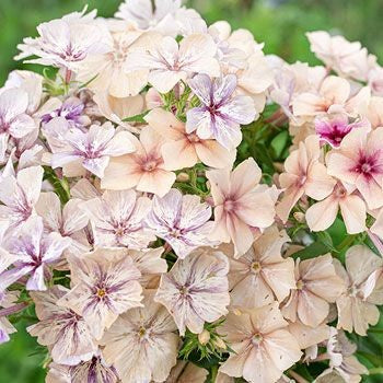 Sommerfloks 