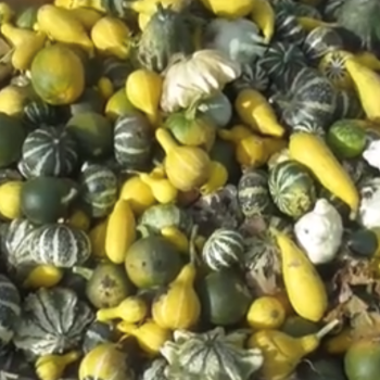 Pyntegræskar mini mix, Cucurbita pepo