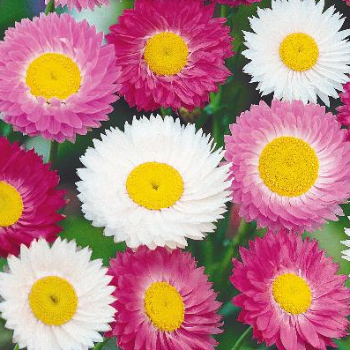 Rosenvinge MIX, Helipterum Roseum