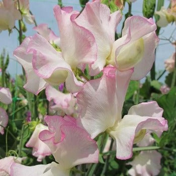 Ærteblomst 