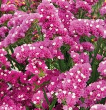 Indlæs billede til gallerivisning Statice &quot;Rose&quot;, Limonium sinuatum

