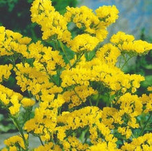 Indlæs billede til gallerivisning Statice &quot;Yellow&quot;, Limonium sinuatum
