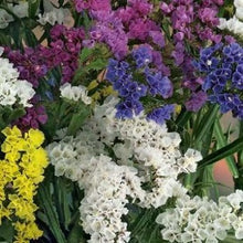 Indlæs billede til gallerivisning Statice &quot;Pacific&quot;, Limonium sinuatum
