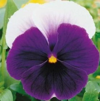 Stedmoderblomst 