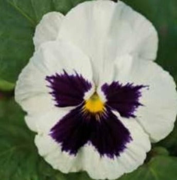 Stedmoderblomst 