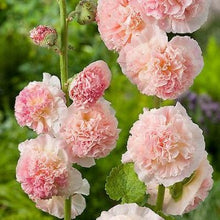 Indlæs billede til gallerivisning Stokrose &quot;Chater´s Salmon&quot;, Alcea rosea
