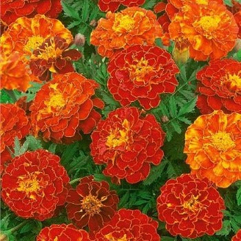 Tagetes 