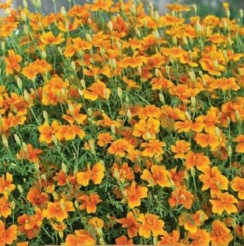 Tagetes 