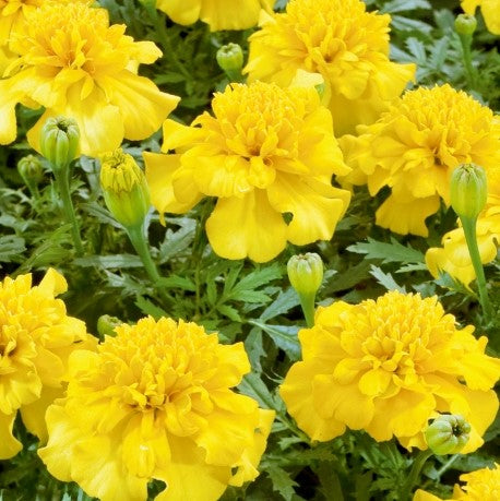 Tagetes 