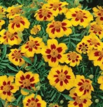 Tagetes dværg 