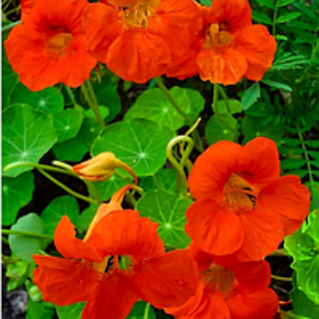 Nasturtium dværg 