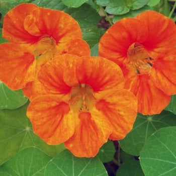 Nasturtium 