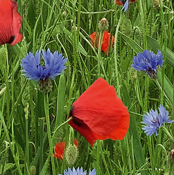 Blomstermix 