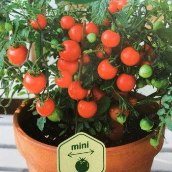 Tomat krukke cherrytomat 