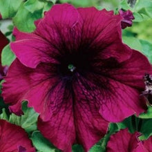 Indlæs billede til gallerivisning Petunia Grandiflora &quot;Touha&quot; H, Petunia grandiflora
