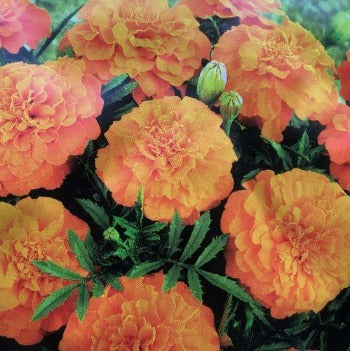 Tagetes 