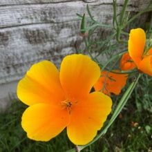 Indlæs billede til gallerivisning Valmue Kalifornisk &quot;Orange King&quot;, Eschscholzia californica
