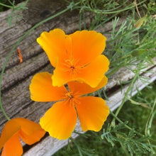 Indlæs billede til gallerivisning Valmue Kalifornisk &quot;Orange King&quot;, Eschscholzia californica
