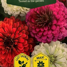 Indlæs billede til gallerivisning Frøkenhat &quot;California Giants&quot;, Zinnia elegans
