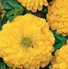Indlæs billede til gallerivisning Frøkenhat &quot;Canary Bird&quot;, Zinnia elegans
