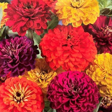 Indlæs billede til gallerivisning Frøkenhat mix &quot;Diablo&quot;, Zinnia elegans
