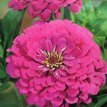 Indlæs billede til gallerivisning Frøkenhat &quot;Dream&quot;, Zinnia elegans
