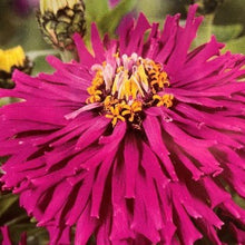 Indlæs billede til gallerivisning Frøkenhat &quot;Lilla Empress&quot;, Zinnia elegans
