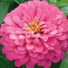 Indlæs billede til gallerivisning Frøkenhat &quot;Luminosa&quot;, Zinnia elegans
