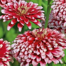 Indlæs billede til gallerivisning Frøkenhat &quot;Mazurkia&quot; Red-White Double, Zinnia

