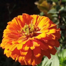 Indlæs billede til gallerivisning Frøkenhat &quot;Orange King&quot;, Zinnia elegans
