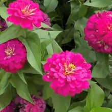 Indlæs billede til gallerivisning Frøkenhat &quot;Purple Prince&quot;, Zinnia elegans
