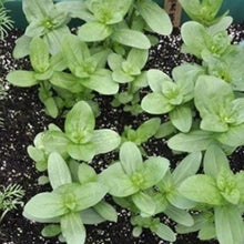 Indlæs billede til gallerivisning Frøkenhat &quot;California Giants&quot;, Zinnia elegans

