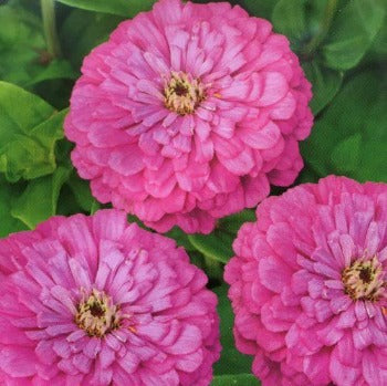 Frøkenhat dahlia 