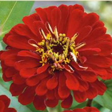 Indlæs billede til gallerivisning Frøkenhat &quot;Scarlet Flame&quot;, Zinnia elegans
