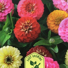 Indlæs billede til gallerivisning Frøkenhat mix &quot;Thumbelina&quot;, Zinnia elegans
